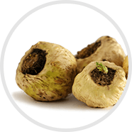 Maca/Peruanischer Ginseng